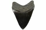Serrated, Fossil Megalodon Tooth - Black Enamel #87091-2